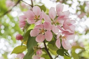 closeup picture of the apple tree