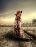 unusual beauty cheetah animal