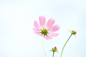 Tabitha on pastel background