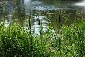 danube river plant water reed summer season