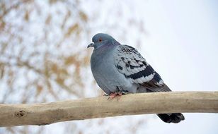 Blue dove on a branch in winter