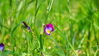 bright flowers on a summer green meadow