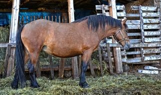 bay horse on a farm