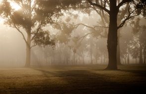 trees in the fog in a green forest