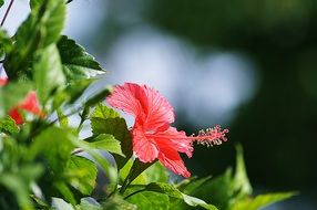 red hibiscus plant