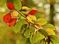 green and red leaves on a tree