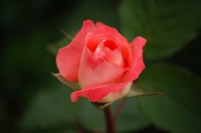 colorful gentle pink rose close up