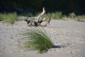 bunches of green grass on a sandy beach on the Baltic Sea