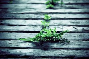 plant grows up through the wooden planks