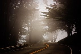 trees above the road
