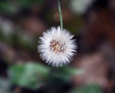 fluffy dandelion