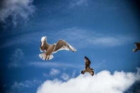 Gulls on a background of blue sky with white clouds