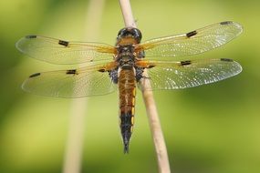 photo of dragonfly in nature on a blurred background