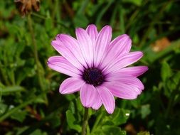 Purple flower in the Malta