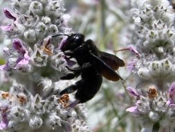 carpenter bee on flowers