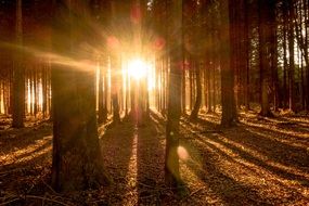 sunbeams in a forest