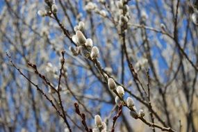 furry willow in spring close-up on blurred background