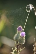 cobweb flower