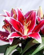 bright lilies on a green bush