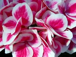 White-pink hydrangea close-up