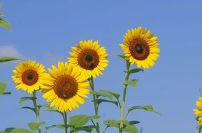 agriculture sunflower