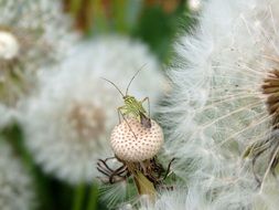 Insect sitting on a leafless dandelion