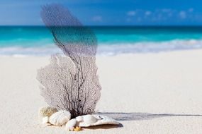 seashells and dry seaweed on a tropical shore