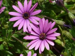 violet daisies in the garden