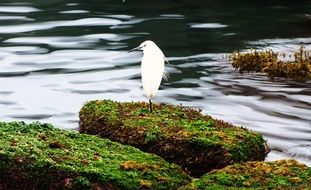 white heron on green stones, algal reef, taiwan