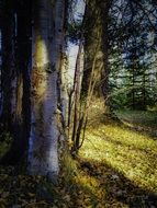 Beautiful and colorful autumnal forest in sun rays