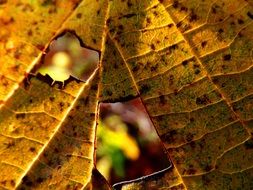 Holes in the yellow leaf in autumn