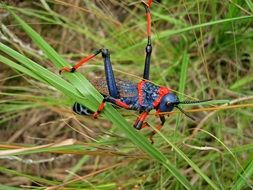 black grasshopper in green grass