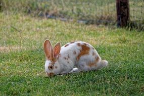red white hare on the meadow