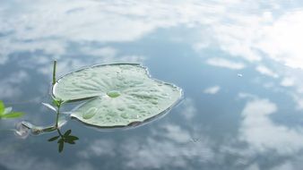 delightful lotus leaf on the water
