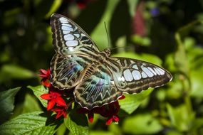 clipper butterfly in nature