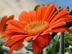 very beautiful gerbera close-up on blurred background