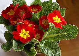 primrose, red flowers with yellow hearts in a pot