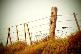 fence barb