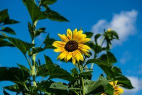 young bud of a sunflower close-up