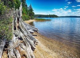 dry trees by the lake in Ontario