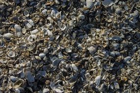 many seashells on the beach close up