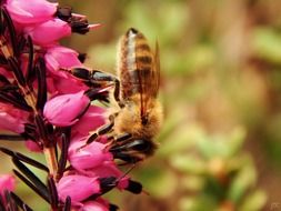 bee is sitting on a flower in the garden