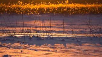 landscape of the wintry countryside in Finland