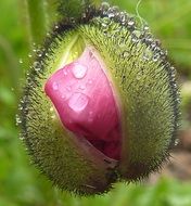 Water drops on the poppy flower