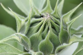 macro photo of green Closed sunflower