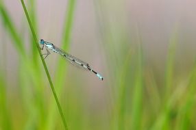 blue dragonfly on a green blade of grass close-up