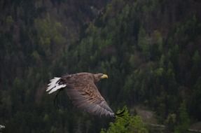 Adler is a surname of German origin meaning eagle