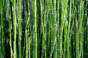 green natural tall bamboo