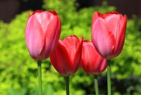 four red tulips in the flowerbed