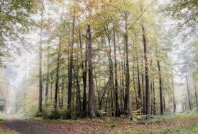 foggy morning at autumn forest